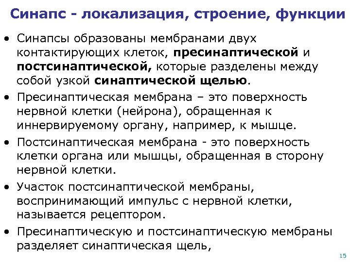 Синапс - локализация, строение, функции • Синапсы образованы мембранами двух контактирующих клеток, пресинаптической и