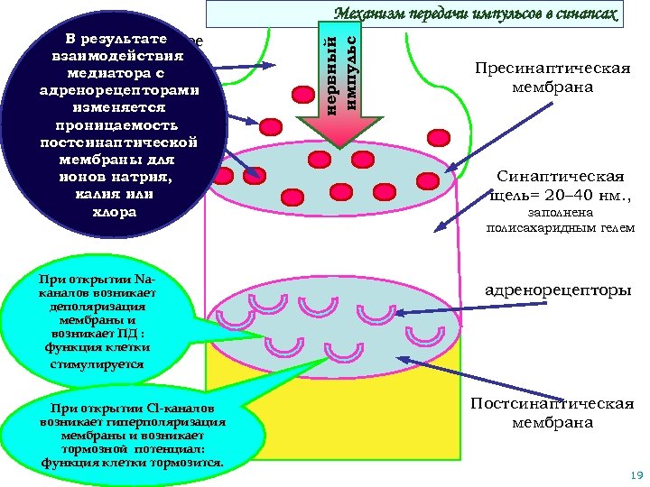 В результате пресинаптическое взаимодействия окончание медиатора с синтезируется адренорецепторами медиатор изменяется проницаемость постсинаптической мембраны