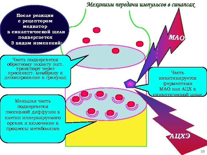 Механизм передачи импульсов в синапсах После реакции с рецептором медиатор в синаптической щели подвергается