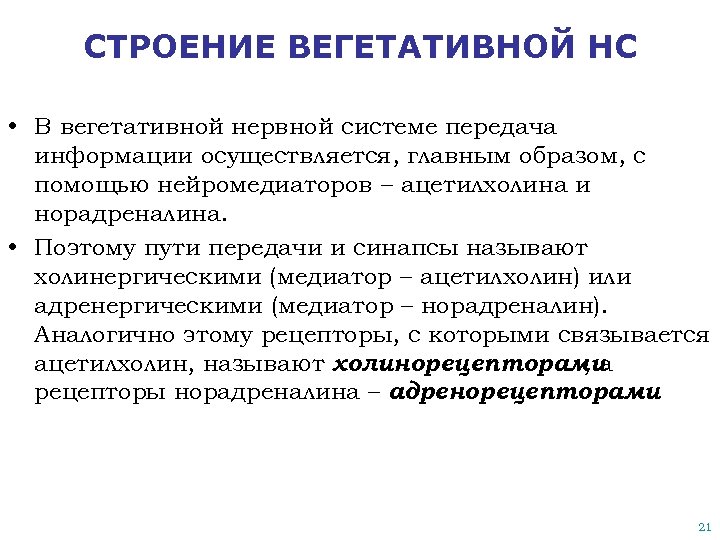 СТРОЕНИЕ ВЕГЕТАТИВНОЙ НС • В вегетативной нервной системе передача информации осуществляется, главным образом, с