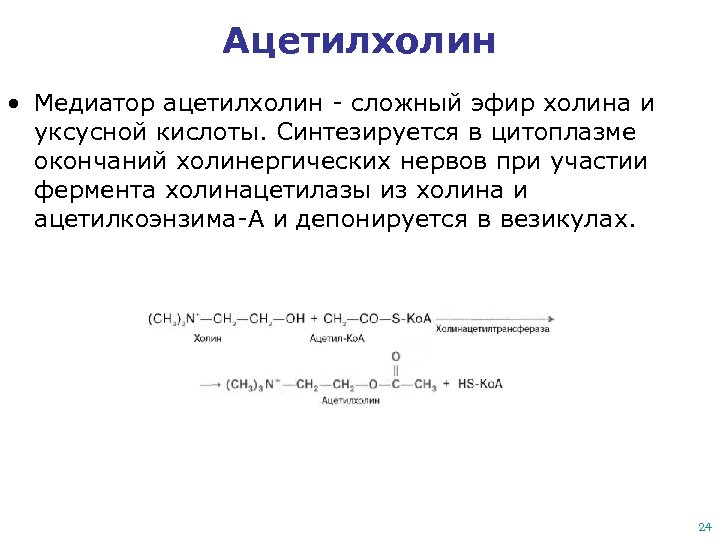 Ацетилхолин • Медиатор ацетилхолин - сложный эфир холина и уксусной кислоты. Синтезируется в цитоплазме