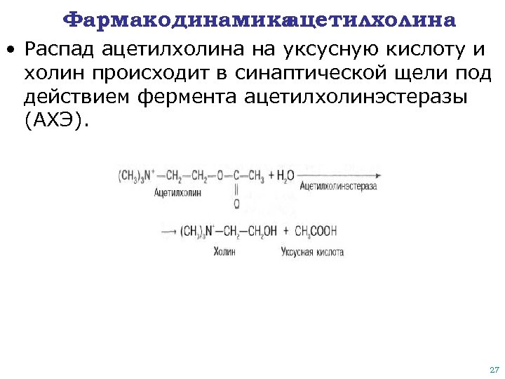 Фармакодинамика ацетилхолина • Распад ацетилхолина на уксусную кислоту и холин происходит в синаптической щели