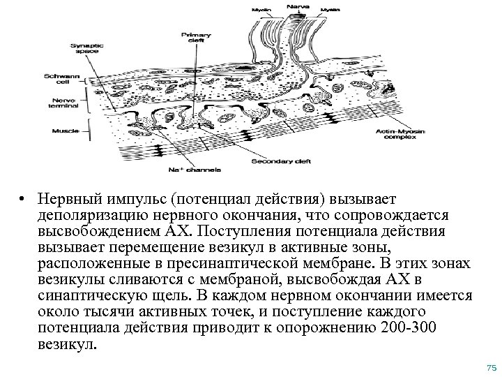  • Нервный импульс (потенциал действия) вызывает деполяризацию нервного окончания, что сопровождается высвобождением АХ.
