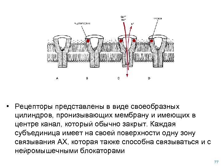  • Рецепторы представлены в виде своеобразных цилиндров, пронизывающих мембрану и имеющих в центре