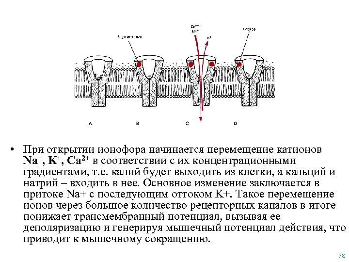  • При открытии ионофора начинается перемещение катионов Na+, K+, Ca 2+ в соответствии