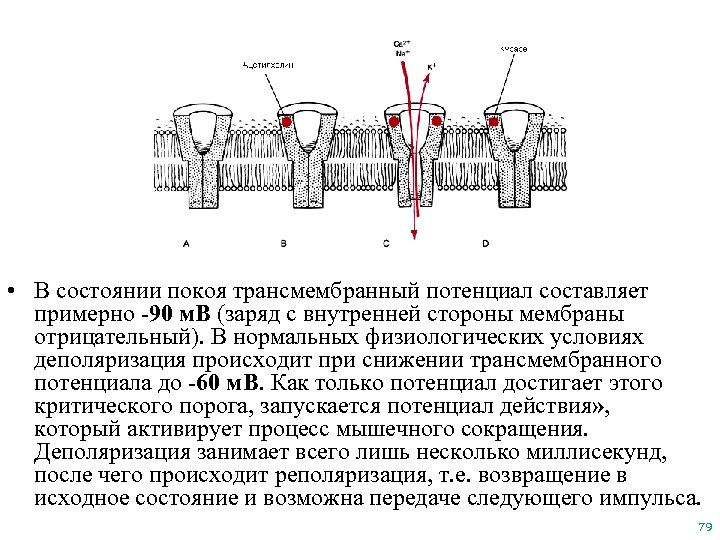  • В состоянии покоя трансмембранный потенциал составляет примерно -90 м. В (заряд с