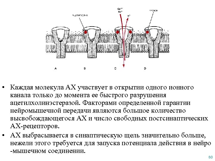  • Каждая молекула АХ участвует в открытии одного ионного канала только до момента