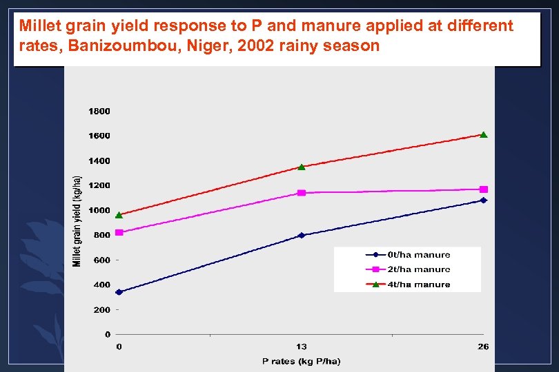 Millet grain yield response to P and manure applied at different rates, Banizoumbou, Niger,