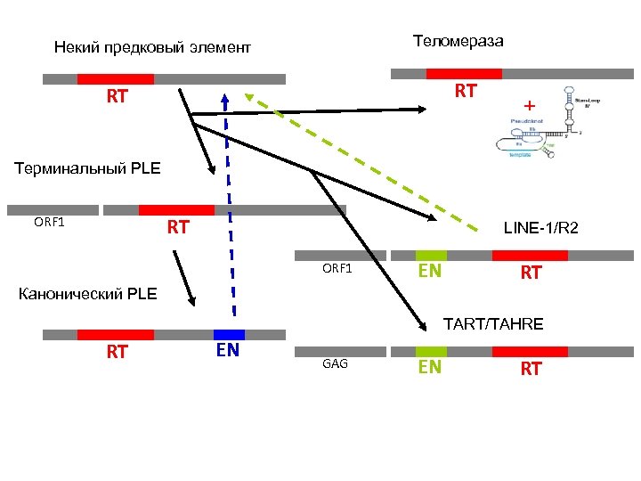 Теломераза Некий предковый элемент RT RT + Терминальный PLE RT ORF 1 LINE-1/R 2