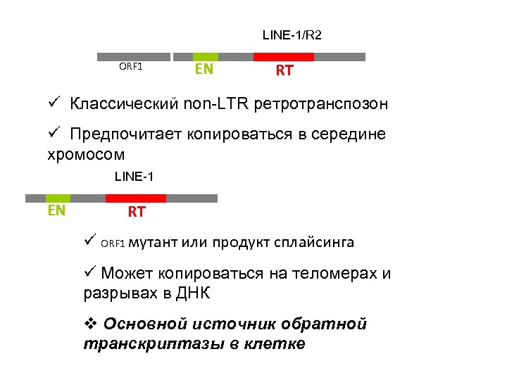LINE-1/R 2 ORF 1 EN RT ü Классический non-LTR ретротранспозон ü Предпочитает копироваться в