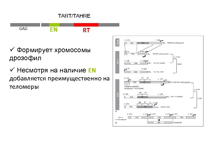 TART/TAHRE GAG EN RT ü Формирует хромосомы дрозофил ü Несмотря на наличие EN добавляется