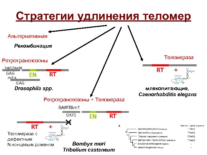 Стратегии удлинения теломер Альтернативная Рекомбинация Теломераза Ретротранспозоны TART/TAHRE GAG He. T-A EN RT RT
