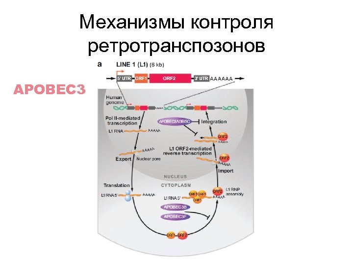 Механизмы контроля ретротранспозонов APOBEC 3 