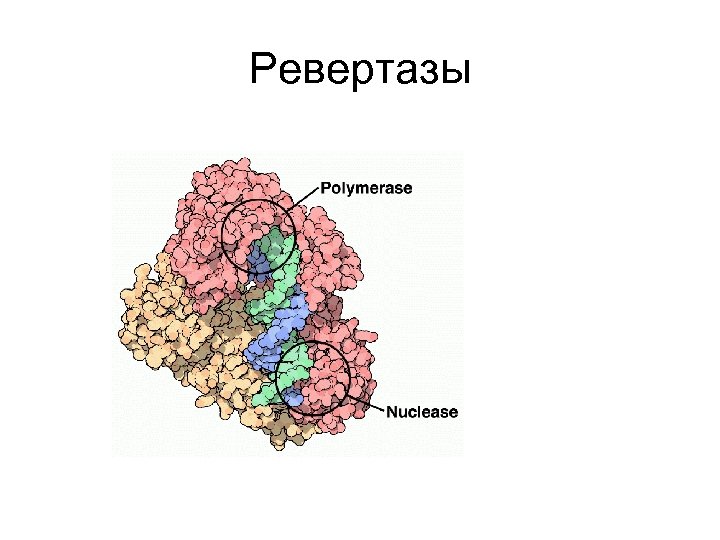 Ревертазы 