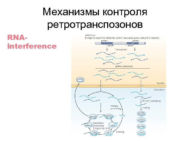 Механизмы контроля ретротранспозонов RNAinterference 