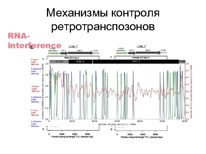Механизмы контроля ретротранспозонов RNAinterference 