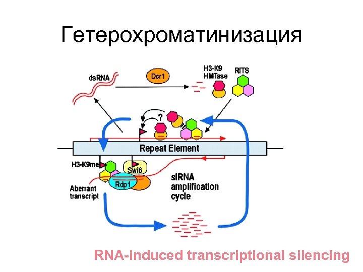 Гетерохроматинизация RNA-induced transcriptional silencing 
