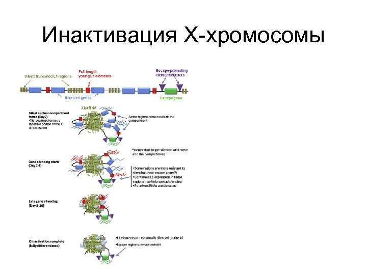 Инактивация Х-хромосомы 