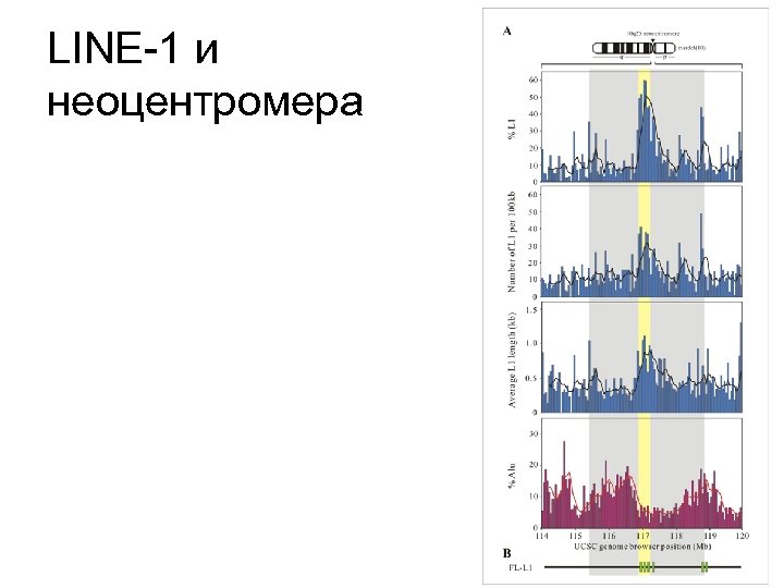 LINE-1 и неоцентромера 