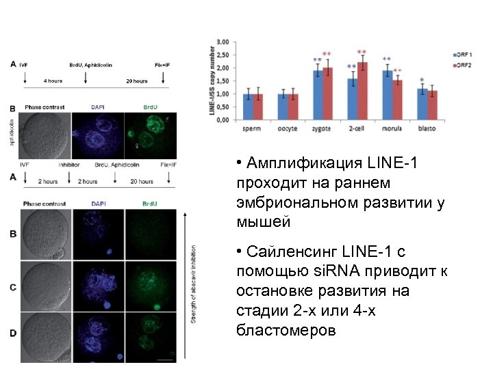  • Амплификация LINE-1 проходит на раннем эмбриональном развитии у мышей • Сайленсинг LINE-1
