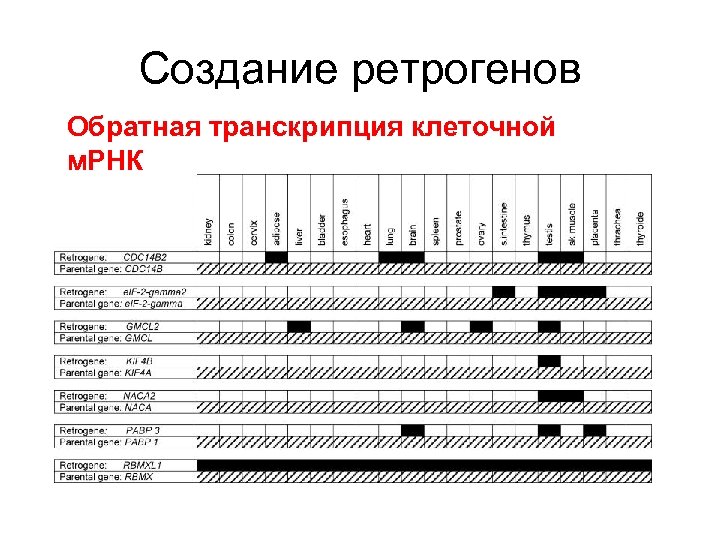 Создание ретрогенов Обратная транскрипция клеточной м. РНК 