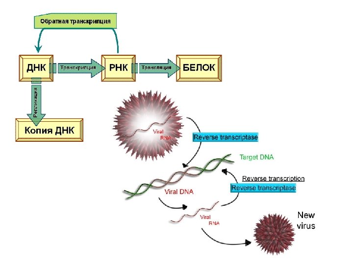Обратная транскриптаза участвует в процессе. Транскрипция РНК вирусов. Обратная транскрипция у вирусов схема. Обратная транскрипция ДНК. Механизм обратной транскрипции.
