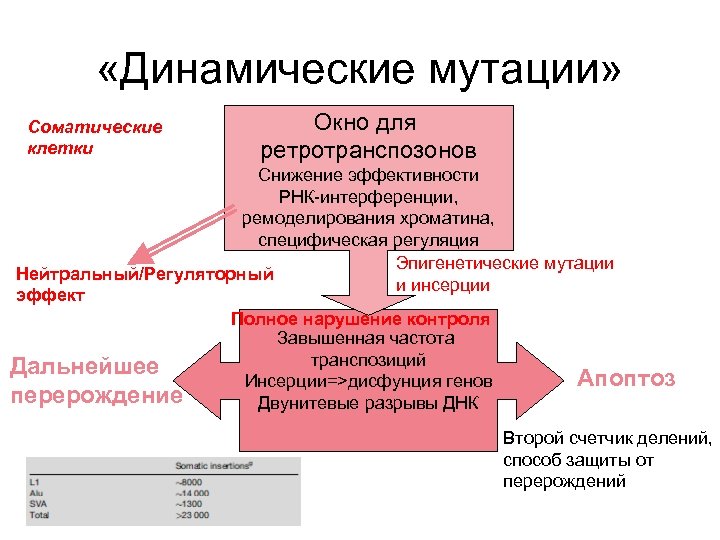  «Динамические мутации» Соматические клетки Окно для ретротранспозонов Снижение эффективности РНК-интерференции, ремоделирования хроматина, специфическая