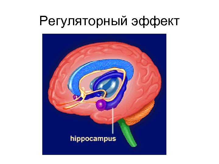 Регуляторный эффект 