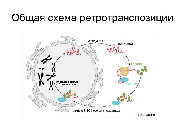 Общая схема ретротранспозиции 