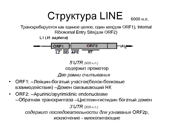 Структура LINE 6000 н. п. Транскрибируется как единое целое, один кеп(для ORF 1), Internal