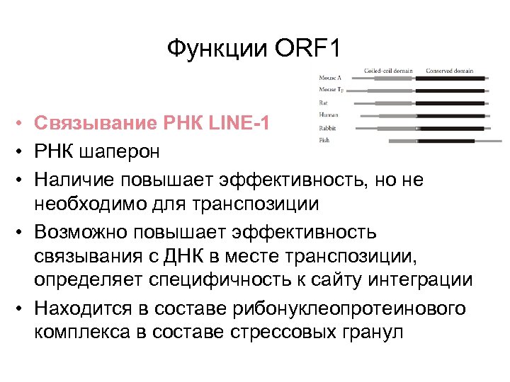 Функции ORF 1 • Связывание РНК LINE-1 • РНК шаперон • Наличие повышает эффективность,
