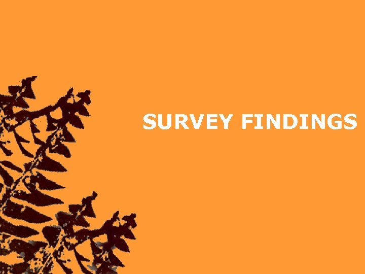 SURVEY FINDINGS 
