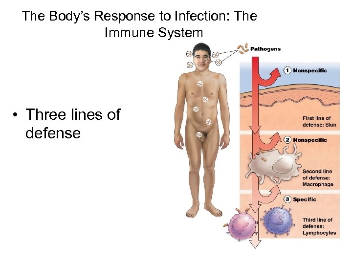 The Body’s Response to Infection: The Immune System • Three lines of defense 