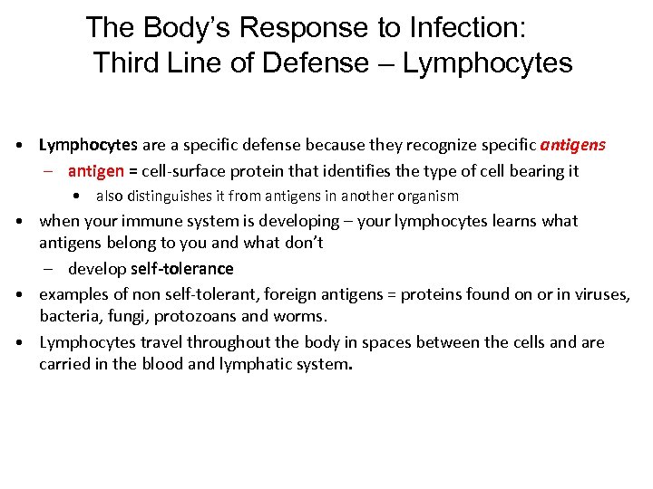 The Body’s Response to Infection: Third Line of Defense – Lymphocytes • Lymphocytes are