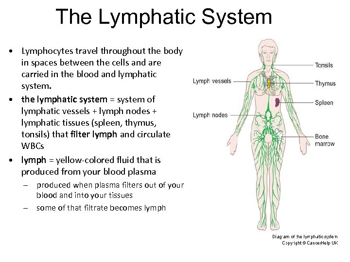 The Lymphatic System • Lymphocytes travel throughout the body in spaces between the cells