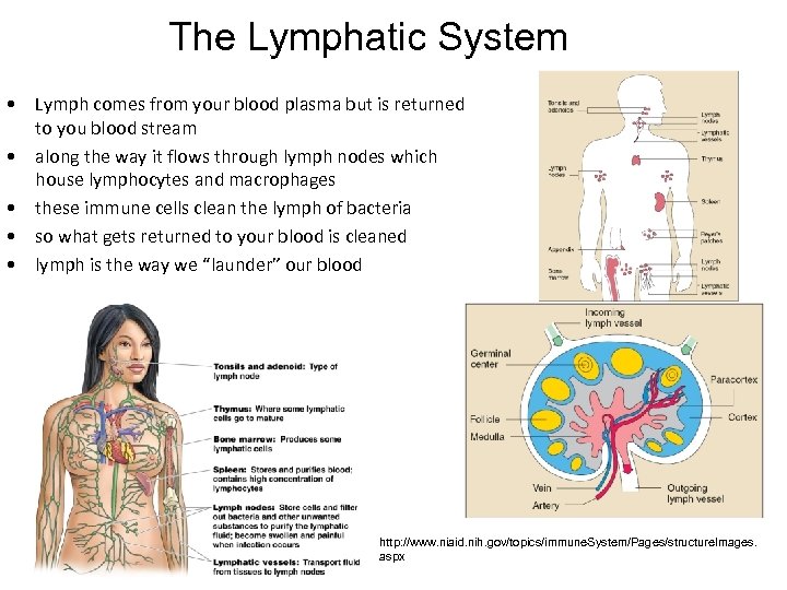 The Lymphatic System • Lymph comes from your blood plasma but is returned to