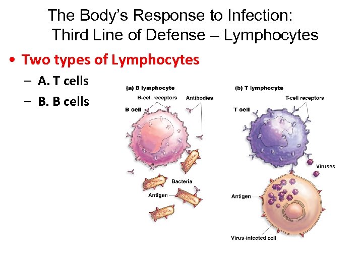 The Body’s Response to Infection: Third Line of Defense – Lymphocytes • Two types