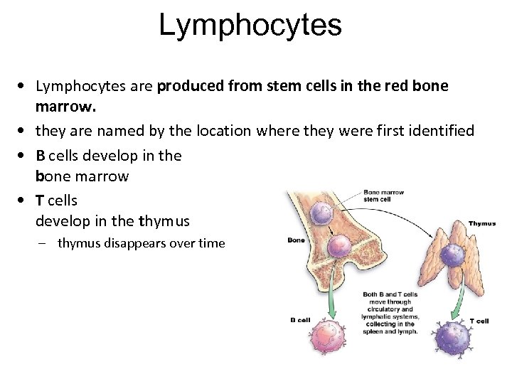 Lymphocytes • Lymphocytes are produced from stem cells in the red bone marrow. •