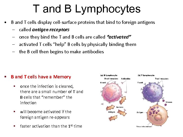 T and B Lymphocytes • B and T cells display cell-surface proteins that bind