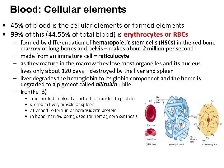 Blood: Cellular elements • 45% of blood is the cellular elements or formed elements