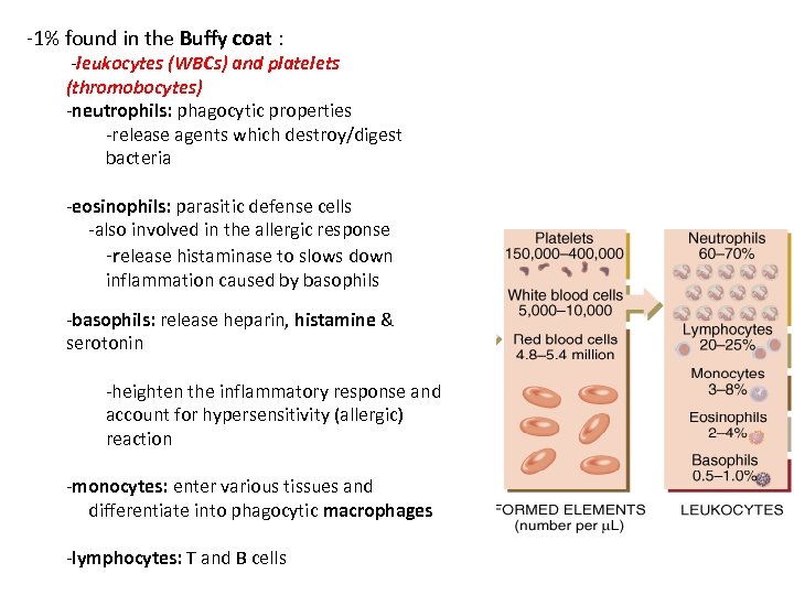 -1% found in the Buffy coat : -leukocytes (WBCs) and platelets (thromobocytes) -neutrophils: phagocytic