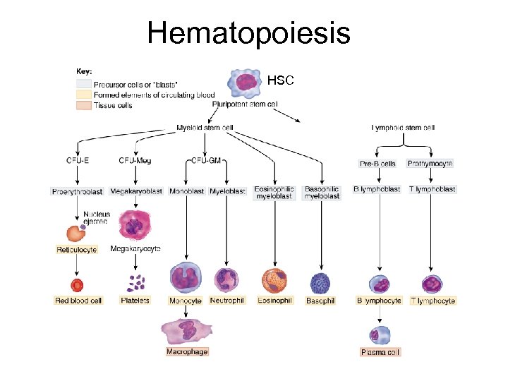 Hematopoiesis HSC 