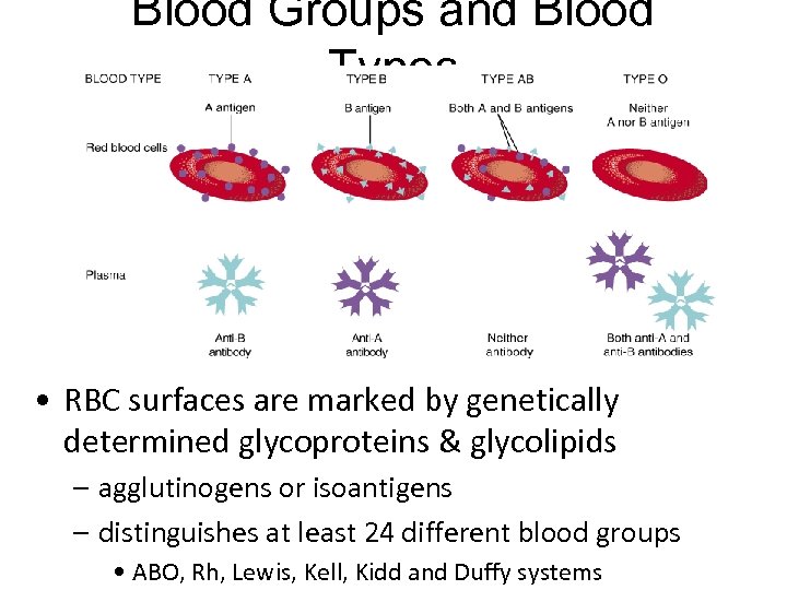 Blood Groups and Blood Types • RBC surfaces are marked by genetically determined glycoproteins