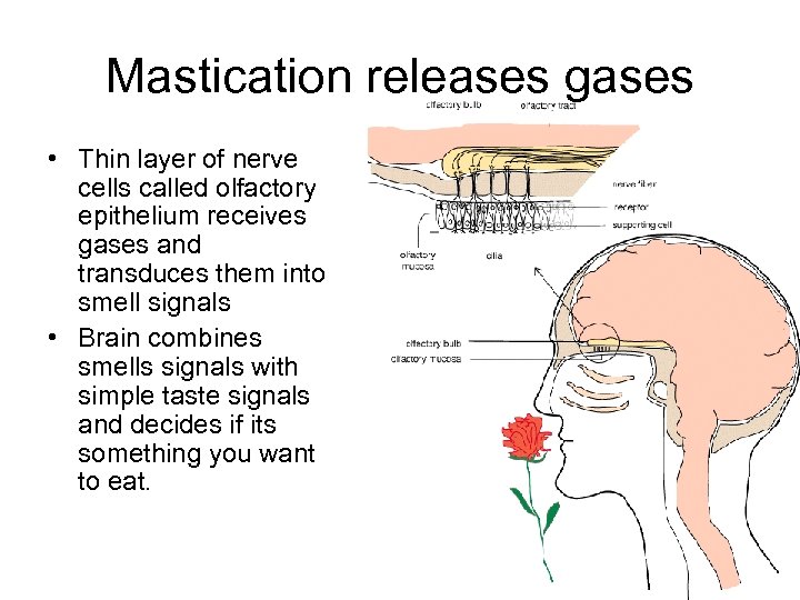Mastication releases gases • Thin layer of nerve cells called olfactory epithelium receives gases