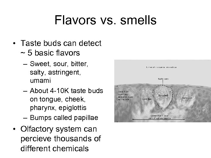 Flavors vs. smells • Taste buds can detect ~ 5 basic flavors – Sweet,