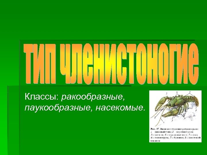 Классы: ракообразные, паукообразные, насекомые. 