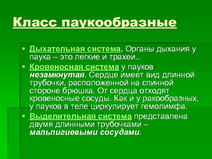 Класс паукообразные § Дыхательная система. Органы дыхания у паука – это легкие и трахеи.