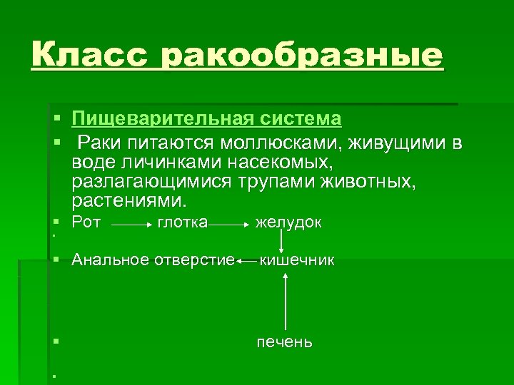 Класс ракообразные § Пищеварительная система § Раки питаются моллюсками, живущими в воде личинками насекомых,