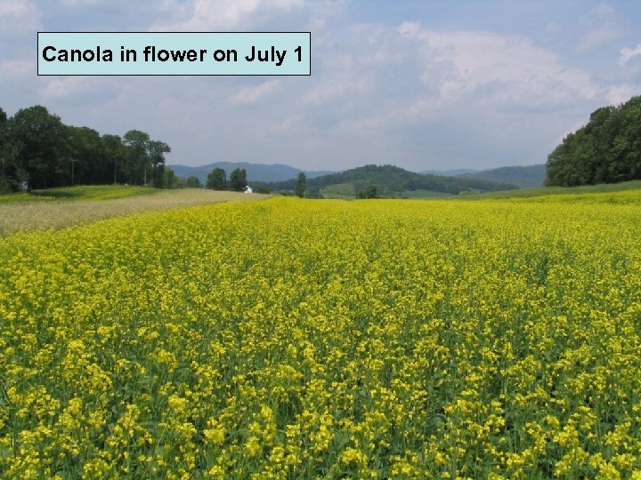 Canola in flower on July 1 