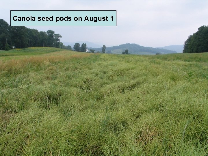 Canola seed pods on August 1 